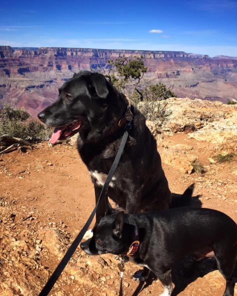 12805892_10208457139008056_1330732759524000407_n