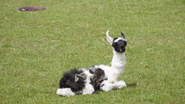 19832623_10213206196891535_453215277_n