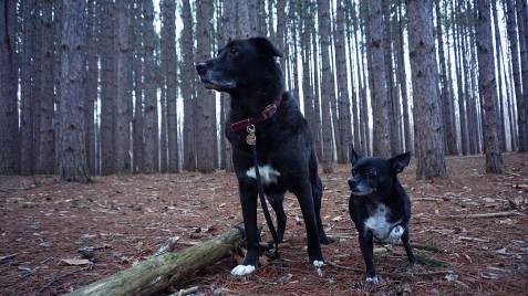 20883461_10213618622641921_692069215_o