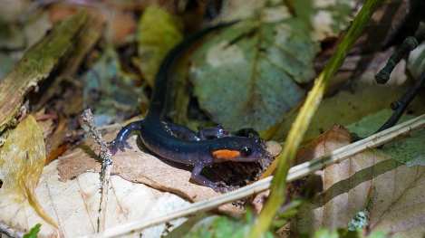 101689352_10222541989880525_6221582628760322048_o