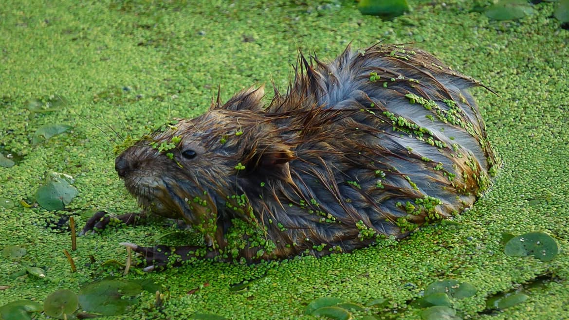 105491268_10222725720953687_6275360128965791440_o