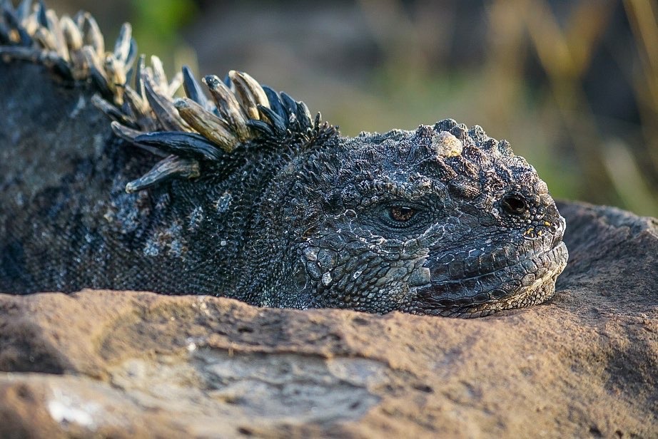 Galápagos on a Budget – Wanderlust and Wildlife